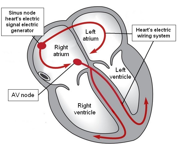 Anatomy and Function of the Heart's Electrical System